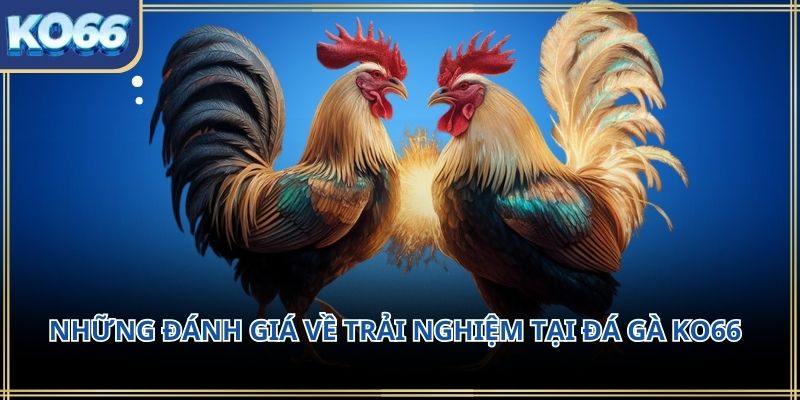 Những đánh giá về trải nghiệm tại Đá gà KO66